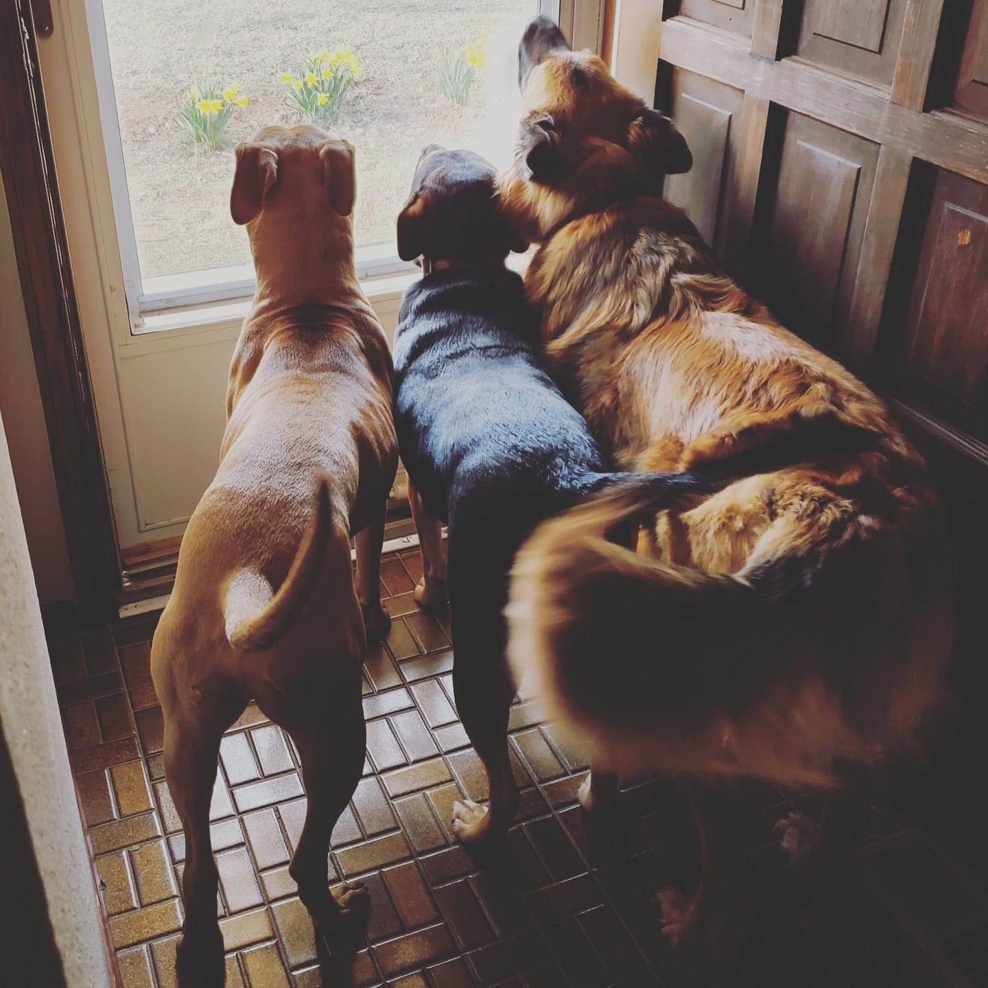 Dogs